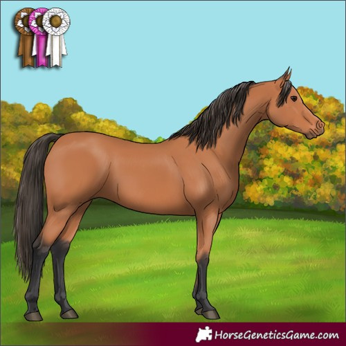 Horse Color:Bay 