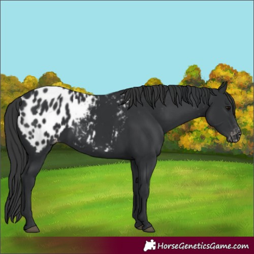 Horse Color:Black Appaloosa Rabicano 