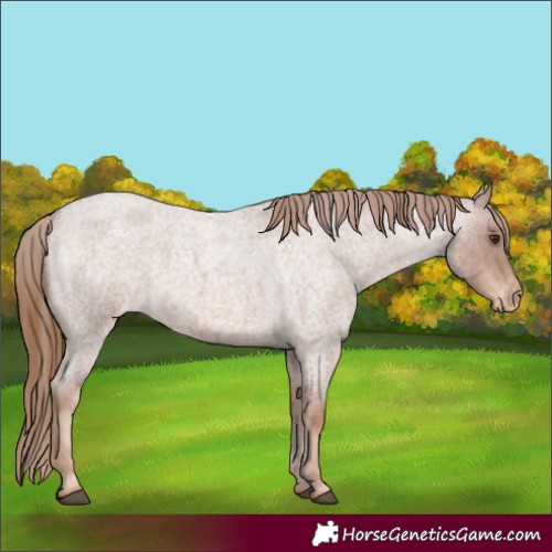 Horse Color:Red Roan Appaloosa 