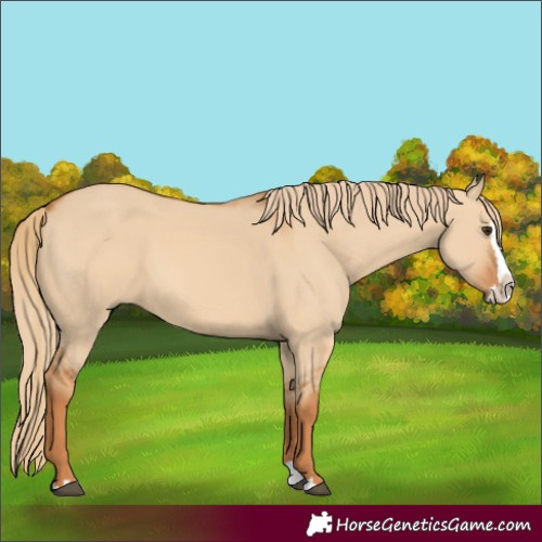 Horse Color:Red Dun Splash 