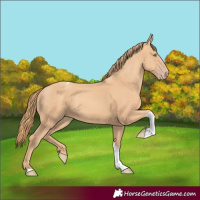 Horse Color:Gold Champagne Tobiano 