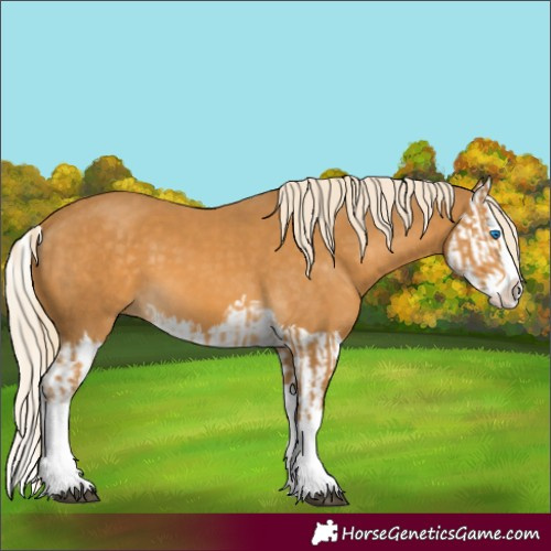 Horse Color:Palomino Splash  and Palomino Splash 