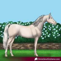 Horse Color:Gold Cream Champagne Pearl