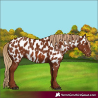 Horse Color:Chestnut Near Leopard 