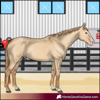 Horse Color:Red Dun Splash 