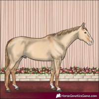 Horse Color:Red Dun Splash 
