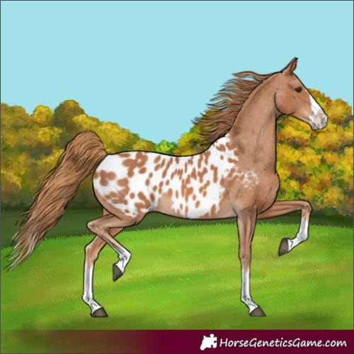 Horse Color:Chestnut Splash Appaloosa 