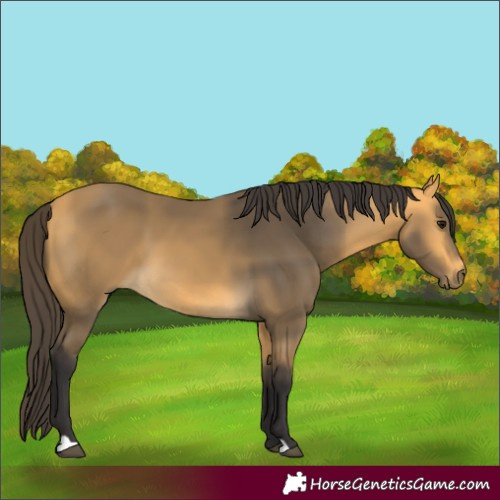 Horse Color:Buckskin 
