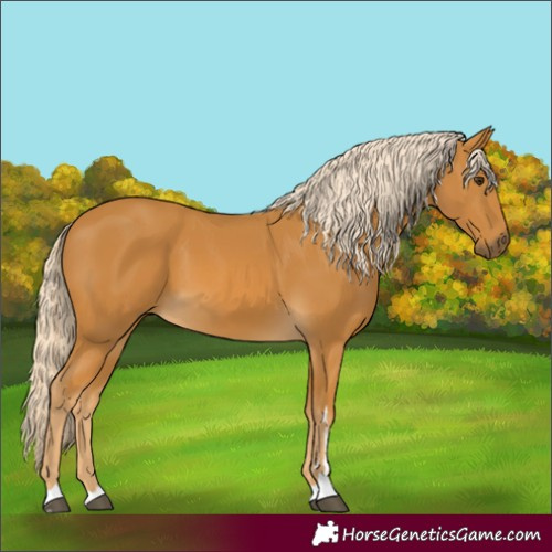 Horse Color:Palomino