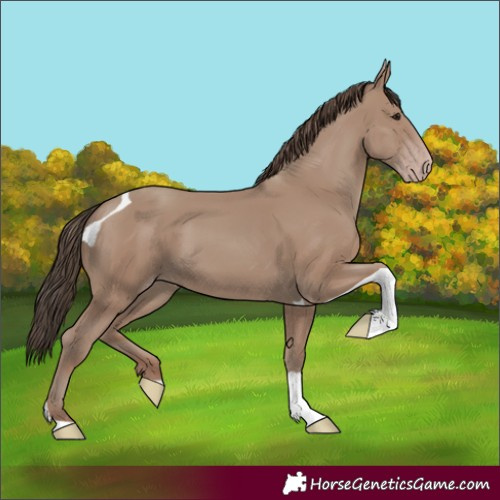 Horse Color:Classic Champagne Tobiano