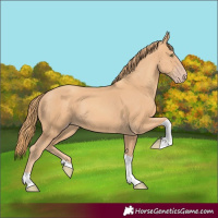 Horse Color:Gold Champagne Tobiano