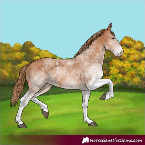 Horse Color:White Spotted Chestnut 