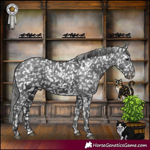 Horse Color:Black Merle Appaloosa 