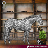 Horse Color:Black Merle Appaloosa 