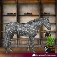 Horse Color:Black Merle Appaloosa