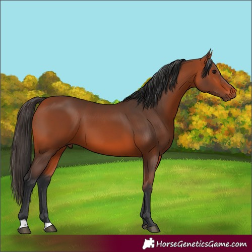 Horse Color:Bay 