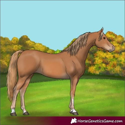 Horse Color:Chestnut 