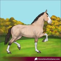 Horse Color:Bay Roan Dun Splash 