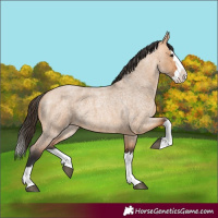 Horse Color:Bay Roan Dun Splash