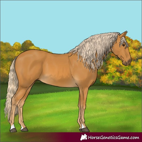 Horse Color:Palomino 
