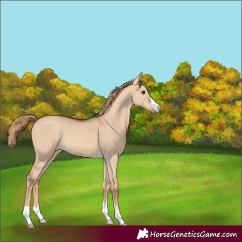 Horse Color:Unknown
