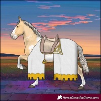 Horse Color:Palomino Splash Appaloosa 