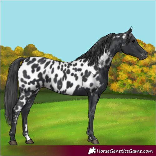Horse Color:Unknown 