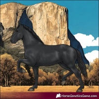 Horse Color:Black 