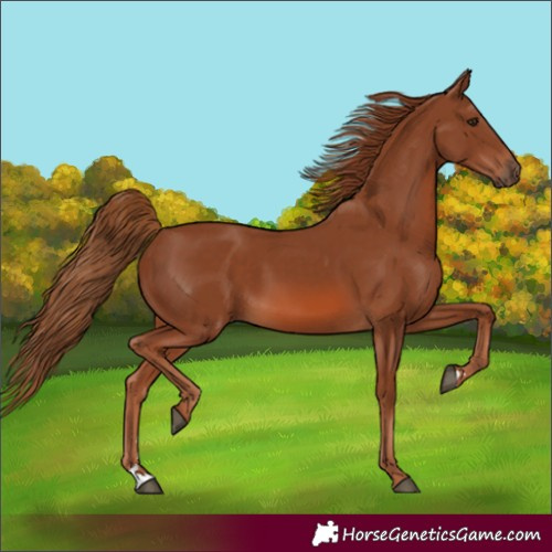 Horse Color:Chestnut 