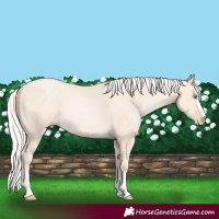 Horse Color:Silver Sable Cream Champagne Pearl