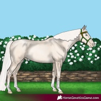 Horse Color:Silver Sable Cream Champagne Pearl 