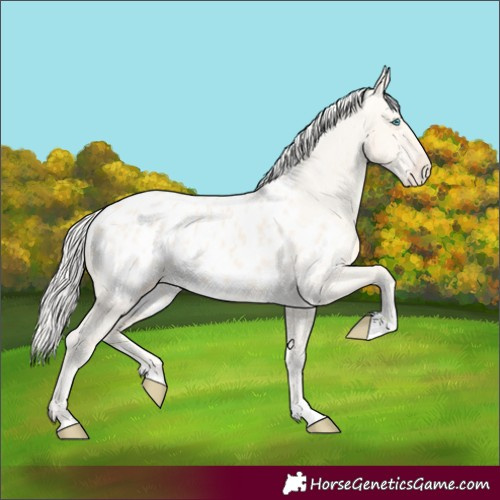 Horse Color:Cremello Dun Appaloosa