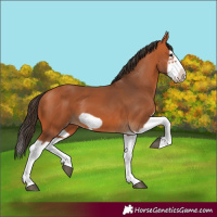 Horse Color:Bay Splash Frame 