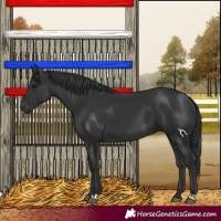 Horse Color:Black  and Black 