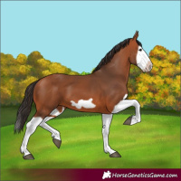 Horse Color:Bay Splash Frame