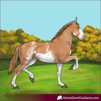 Horse Color:White Spotted Chestnut Frame