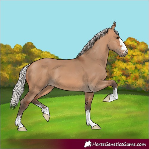 Horse Color:Silver Bay Dun