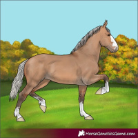 Horse Color:Silver Bay Dun