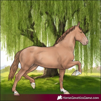 Horse Color:Gold Champagne