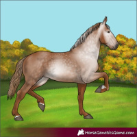 Horse Color:Gray Chestnut 