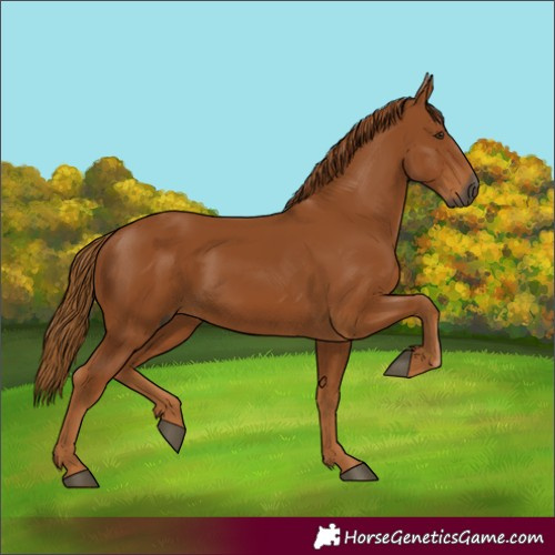 Horse Color:Gray Chestnut