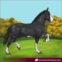 Horse Color:Black  and Black 