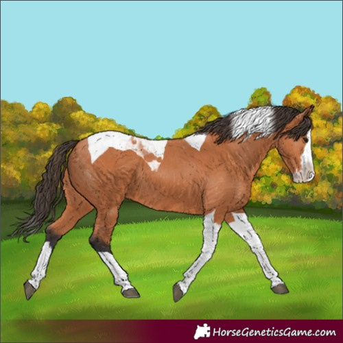 Horse Color:Bay Splash Tobiano 