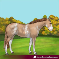 Horse Color:White Spotted Red Dun Rabicano and White Spotted Red Dun Rabicano