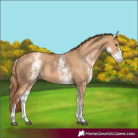 Horse Color:White Spotted Red Dun Rabicano and White Spotted Red Dun Rabicano