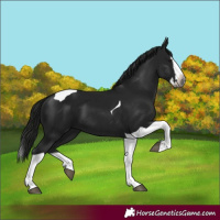 Horse Color:Gray Black Splash Tobiano 