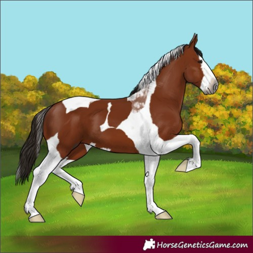 Horse Color:Gray Bay Splash Tobiano