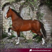 Horse Color:Gray Bay Splash Tobiano 
