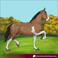 Horse Color:Gray Bay Dun Splash Tobiano