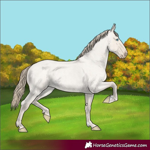Horse Color:Smoky Creme Roan Dun